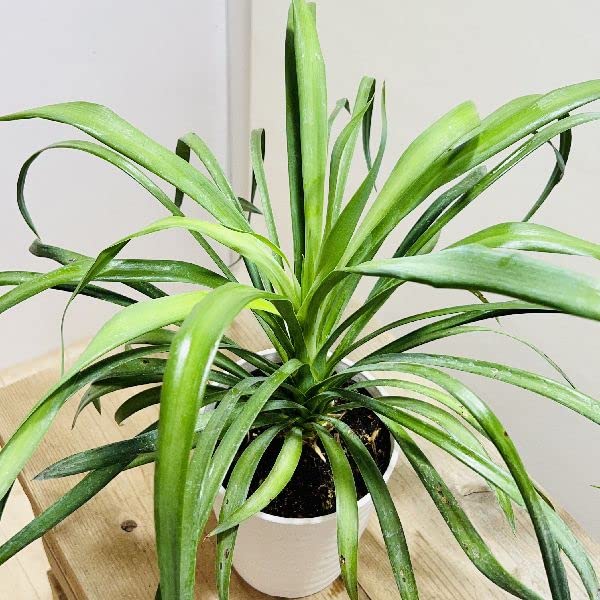 Amazon｜おしゃれ 観葉植物：ユッカ デスメティアーナ*5号 プラポット